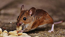 hospital-and-healthcare-facility-pest-management Experts in Alborn